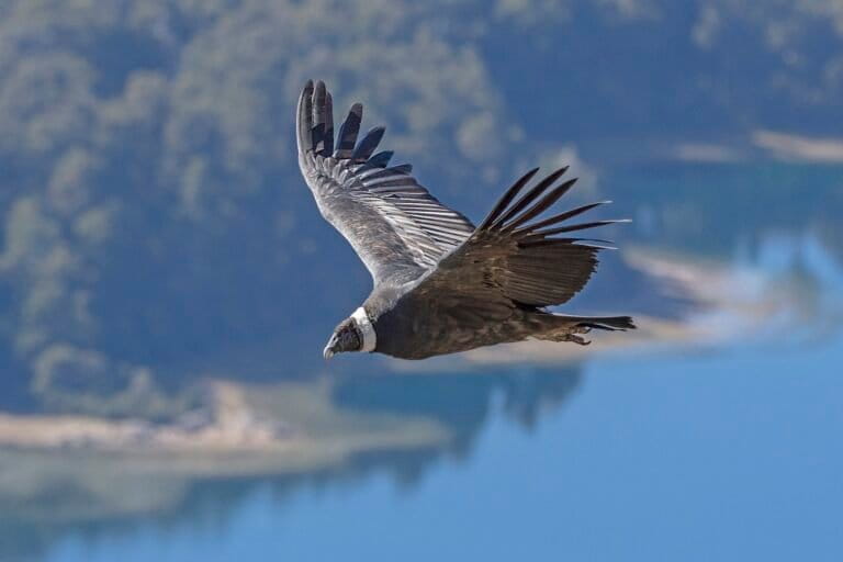 Andean condor in flight