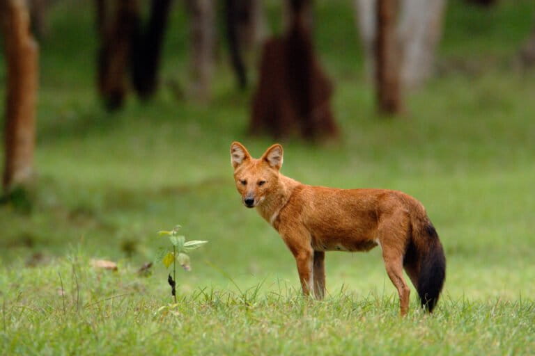 An Asian dhole (Cuon alpinus) in a grassy field. Human impact hot spots for Canidae, like dhole, include Southeast Asia, Southern Africa, and South America. Image credit: Kalyan Varma / Wikimedia Commons / CC BY-SA 4.0