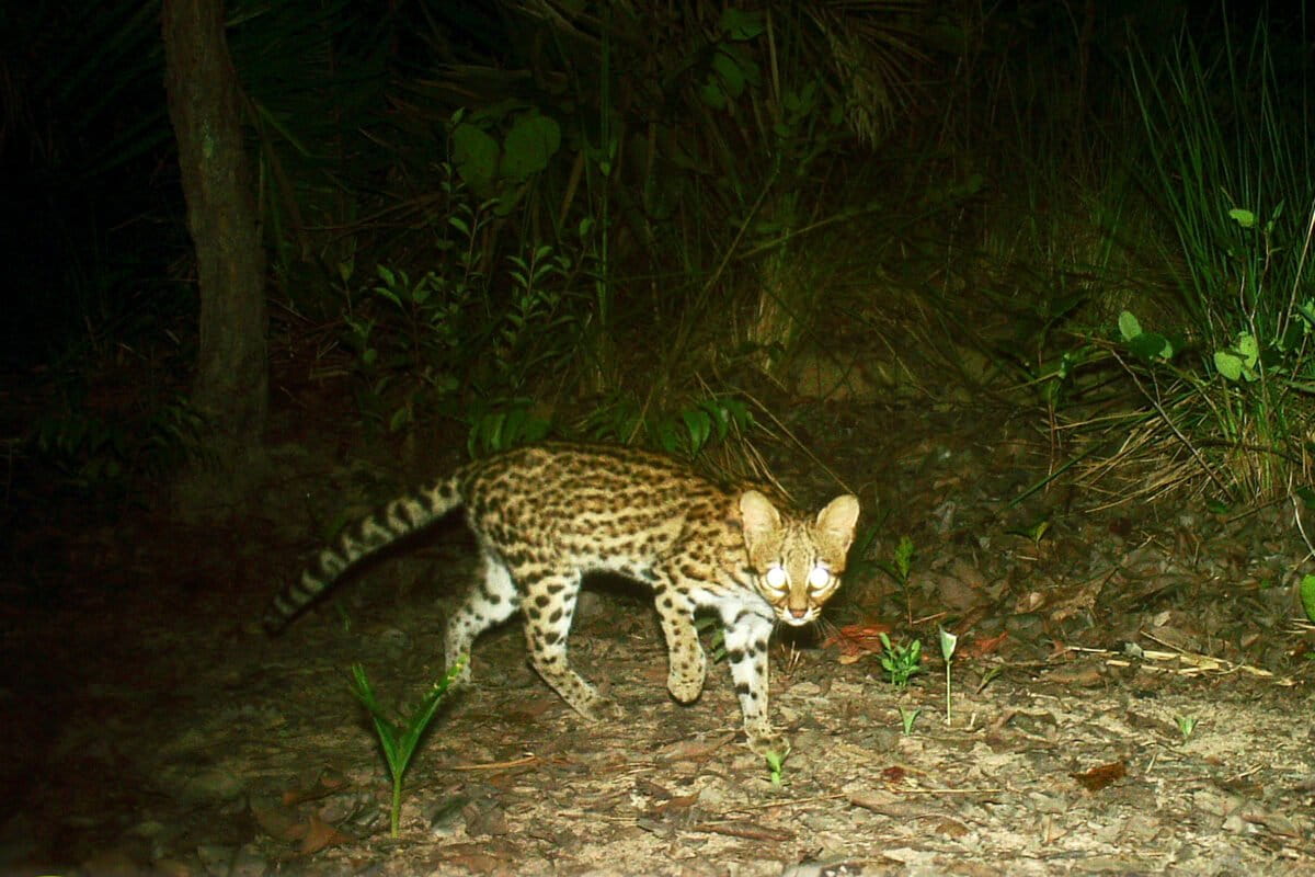 A northern tiger cat (Leopardus tigrinus) in the Brazilian savannas of Mirador State Park. In South America, these cats face threats from multiple sources, including viruses from dogs and fragmented habitats due to human development. Image Credit: Wild Cats Brazil-Americas Conservation Program / Tiger Cats Conservation Initiative