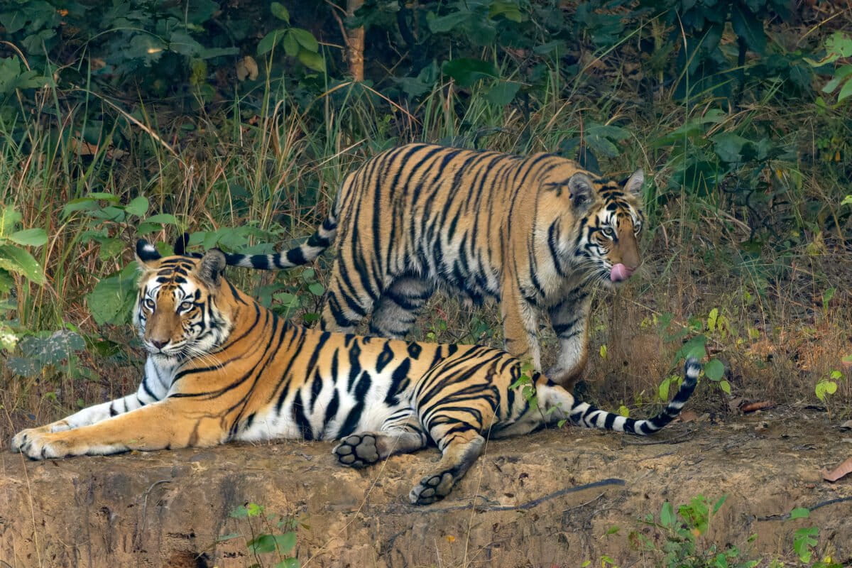 Bengal tiger (Panthera tigris tigris) mother and cub in in Sanjay Dubri Tiger Reserve, Madhya Pradesh, India. In some Asian reserves, habitat fragmentation from human development has led to genetic bottlenecks that threaten species survival. Image credit: Tisha Mukherjee / Wikimedia Commons / CC BY-SA 4.0
