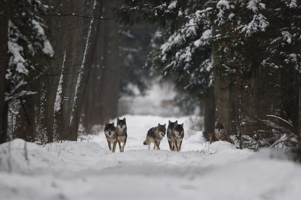 A family of gray wolves (Canis lupus) in Bialowieza Forest, Poland. Top-level carnivores like wolves play important roles as keystone species, prompting conservation efforts like the Yellowstone Wolf Project to restore ecological balance in ecosystems. Image credit: Adam Wajrak