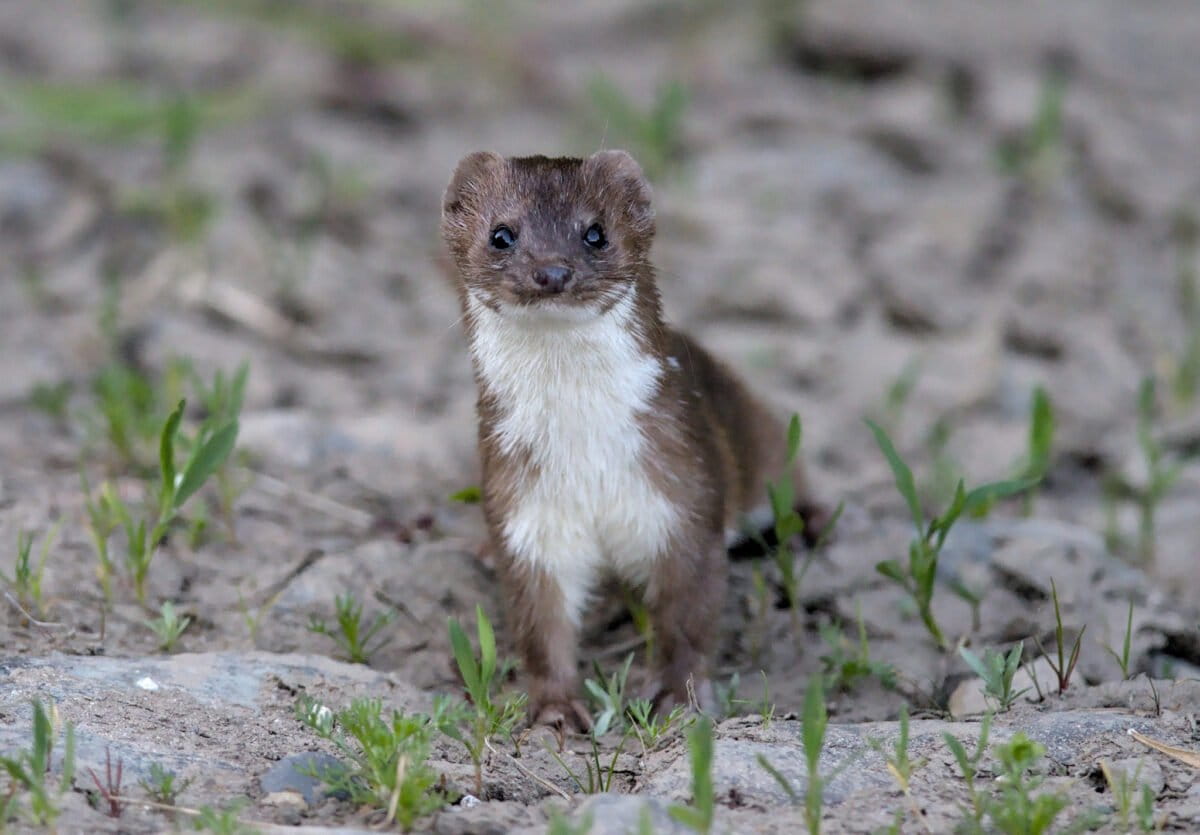 Weasels are among the smallest of all carnivore species. Small carnivores play important roles in their ecosystems and show parallel declines to large carnivores globally, despite receiving fewer IUCN threat assessments. Image credit: Daniel Seth Jackson / Wikimedia Commons / CC BY-SA 4.0