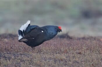 A male black grouse, currently declining in Wales. Image by Vnp via Wikimedia Commons (CCBY-SA3.0)