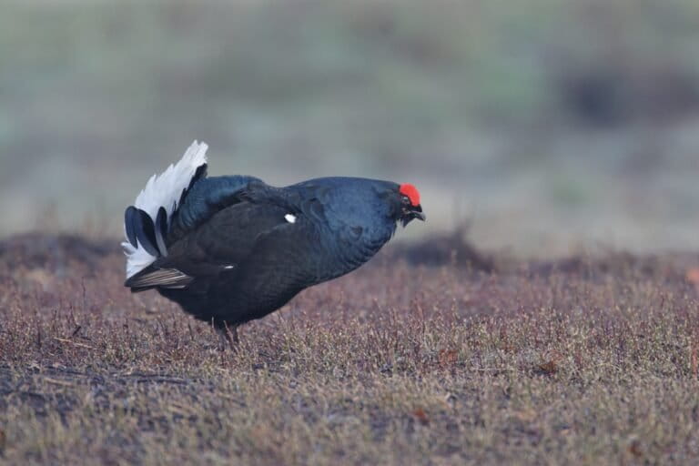 A male black grouse, currently declining in Wales. Image by Vnp via Wikimedia Commons (CCBY-SA3.0)