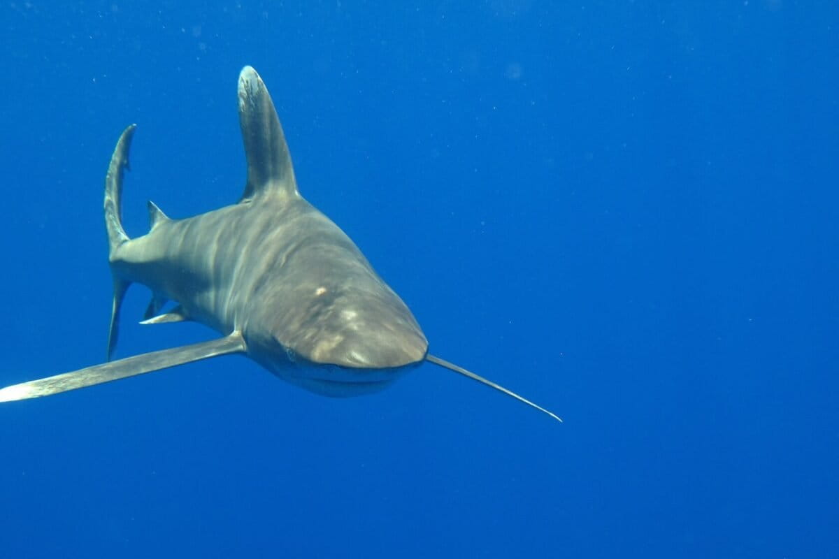 Countries back strong new trade limits for sharks and rays at CITES summit