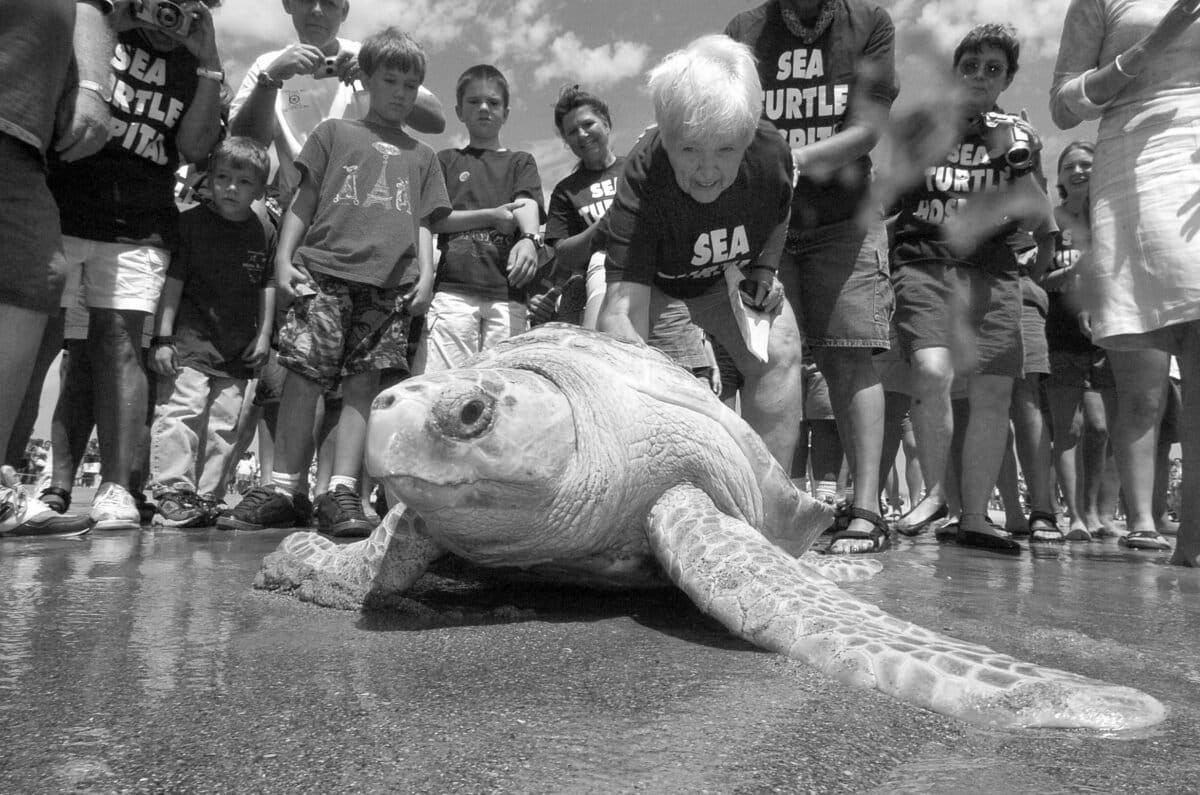 Jean Beasley with the Karen Beasley Sea Turtle Rescue and Rehabilitation Center in Topsail Beach, N.C. releasing a juvenile loggerhead sea turtle on Topsail Beach, N.C. Photo courtesy of KEN BLEVINS/STARNEWS