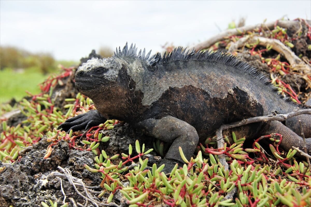 Countries overwhelmingly support bid to bar Galápagos iguanas from international trade
