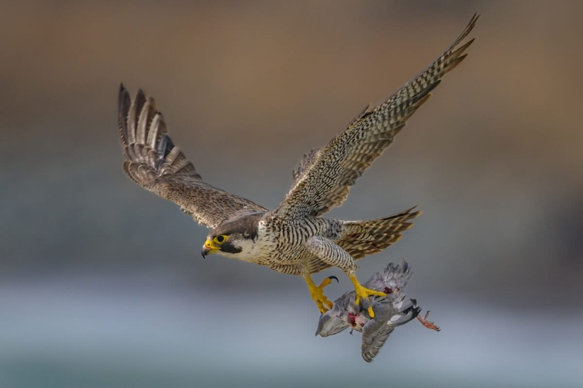 Peregrine falcons retain trade protections, despite downlisting bid by Canada and US