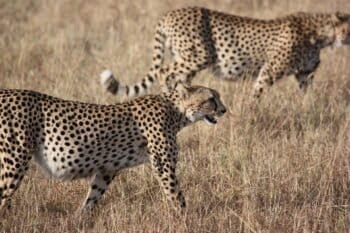 Image of cheetahs, by zgmorris13 via Pixabay (CC0).