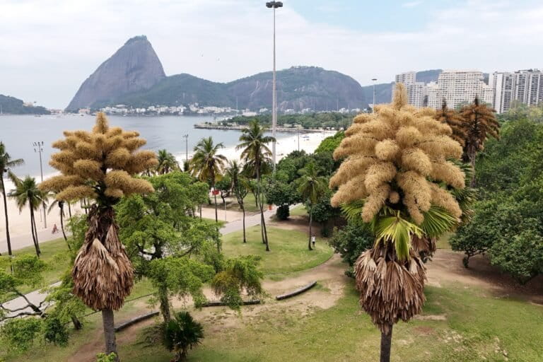 Decades-old palm trees in Rio de Janeiro flower for the first — and only — time