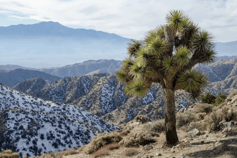 Wildfire burns climate-vulnerable Joshua trees in US national park