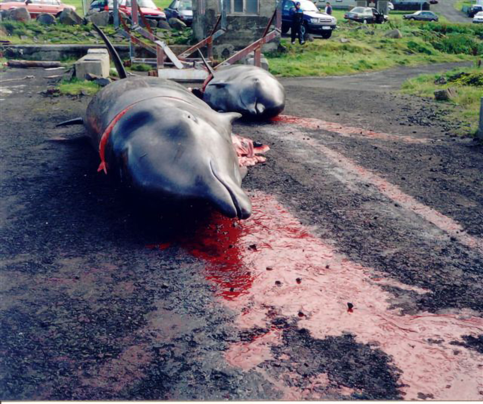 Northern bottlenose whales killed by humans in the Faroe Islands in 2005.Image by Erik Christensen via Wikimedia Commons (CC BY-SA 4.0).
