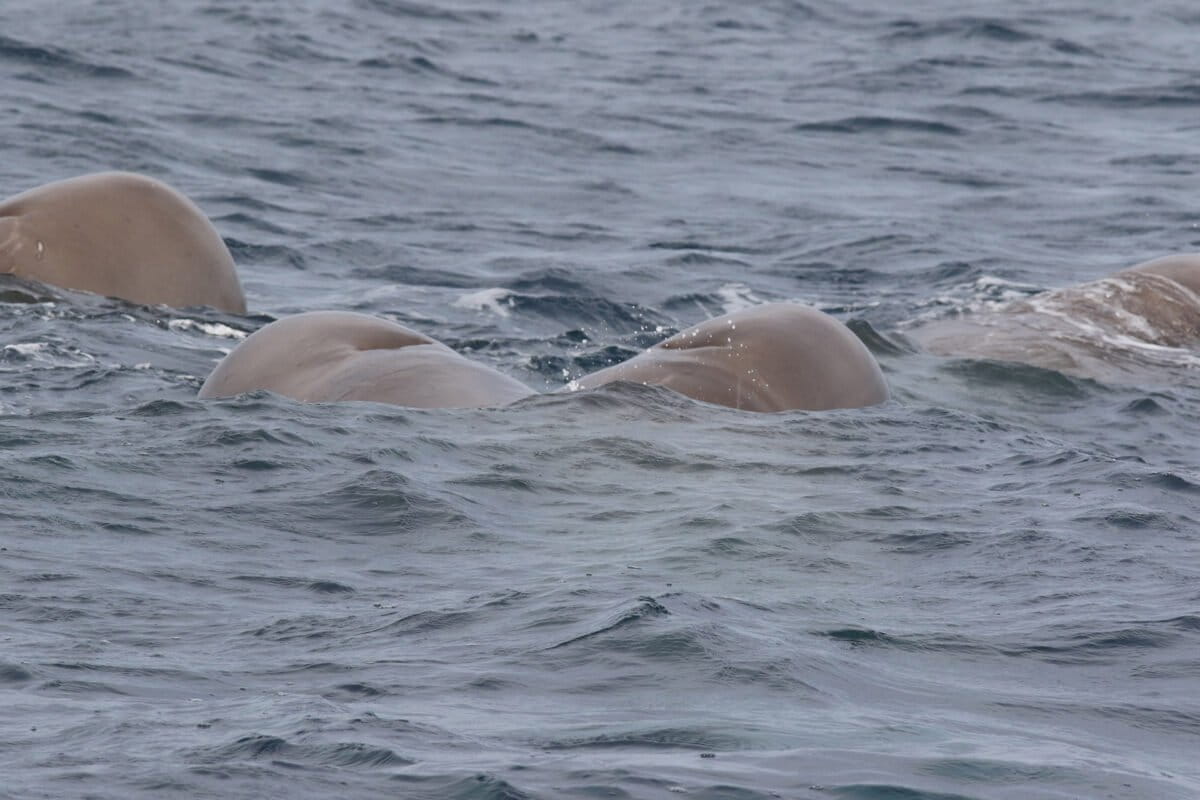 A group of northern bottlenose whales gather at the water’s surface in the Gully, Nova Scotia during a research expedition by the Whitehead Lab in 2017. Image by Deepdivewhales via Wikimedia Commons (CC BY-SA 4.0).