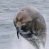 A breaching northern bottlenose soars out of the water. Image by Sanna Isojunno via Wikimedia Commons (CC BY-SA 4.0).