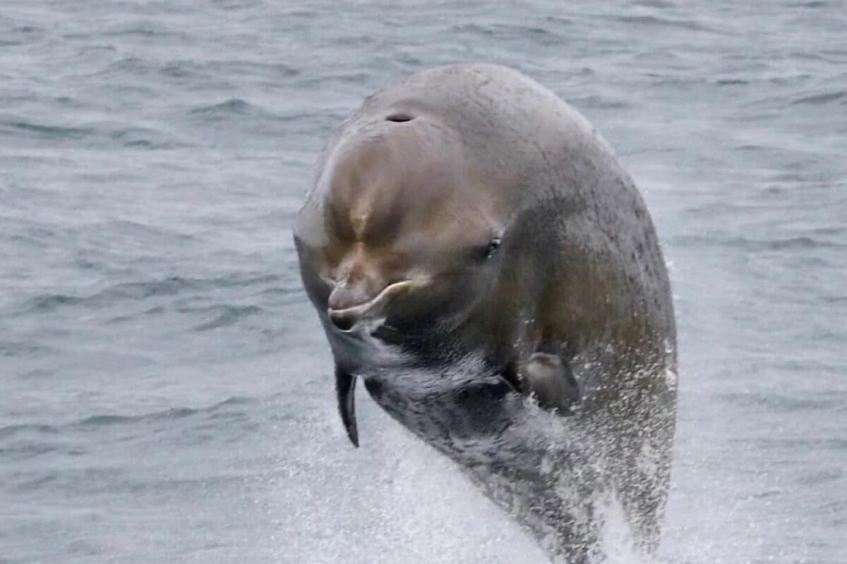 A rare bright spot for whales: Decades of conservation pay off for endangered population in Canada