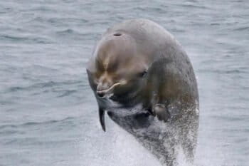 A breaching northern bottlenose soars out of the water. Image by Sanna Isojunno via Wikimedia Commons (CC BY-SA 4.0).