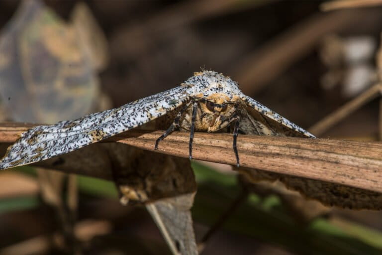 A looper moth (Biston suppressaria) in Assam, India.