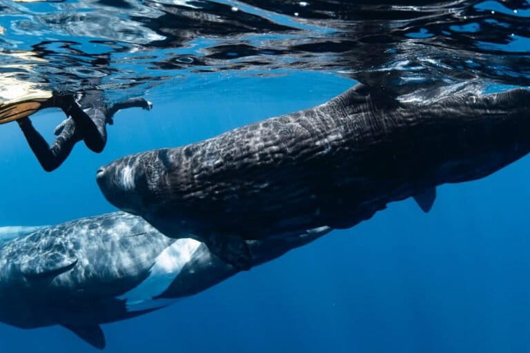 A diver swimming close to a female sperm whale pod.
