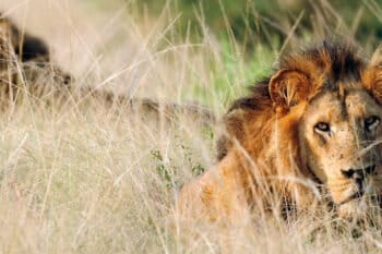 African lions, a coalition of two brothers in Zambia. Photo by Julie Larsen © Wildlife Conservation Society.
