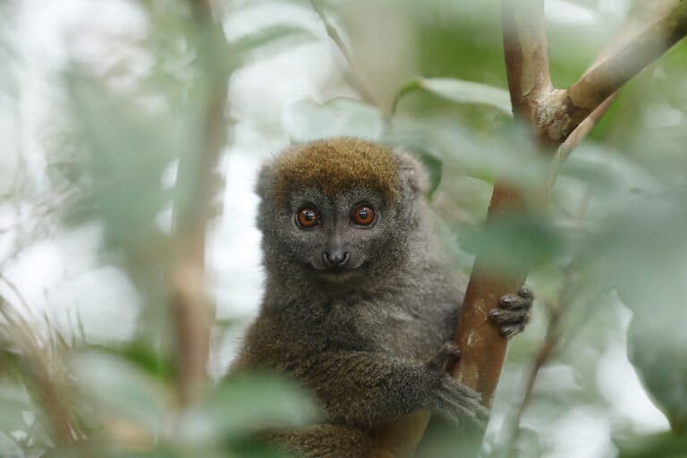 Bamboo lemur in Madagascar. Photo by Rhett Ayers Butler