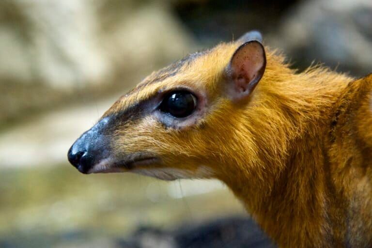 greater mouse-deer