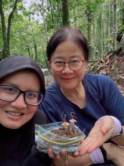 Researchers with Thismia selangorensis. Image courtesy of Gim Siew Tan.