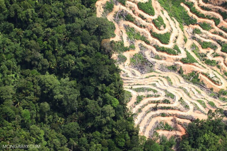 Deforestation in Borneo, Malaysia. Image by Rhett A. Butler/Mongabay.