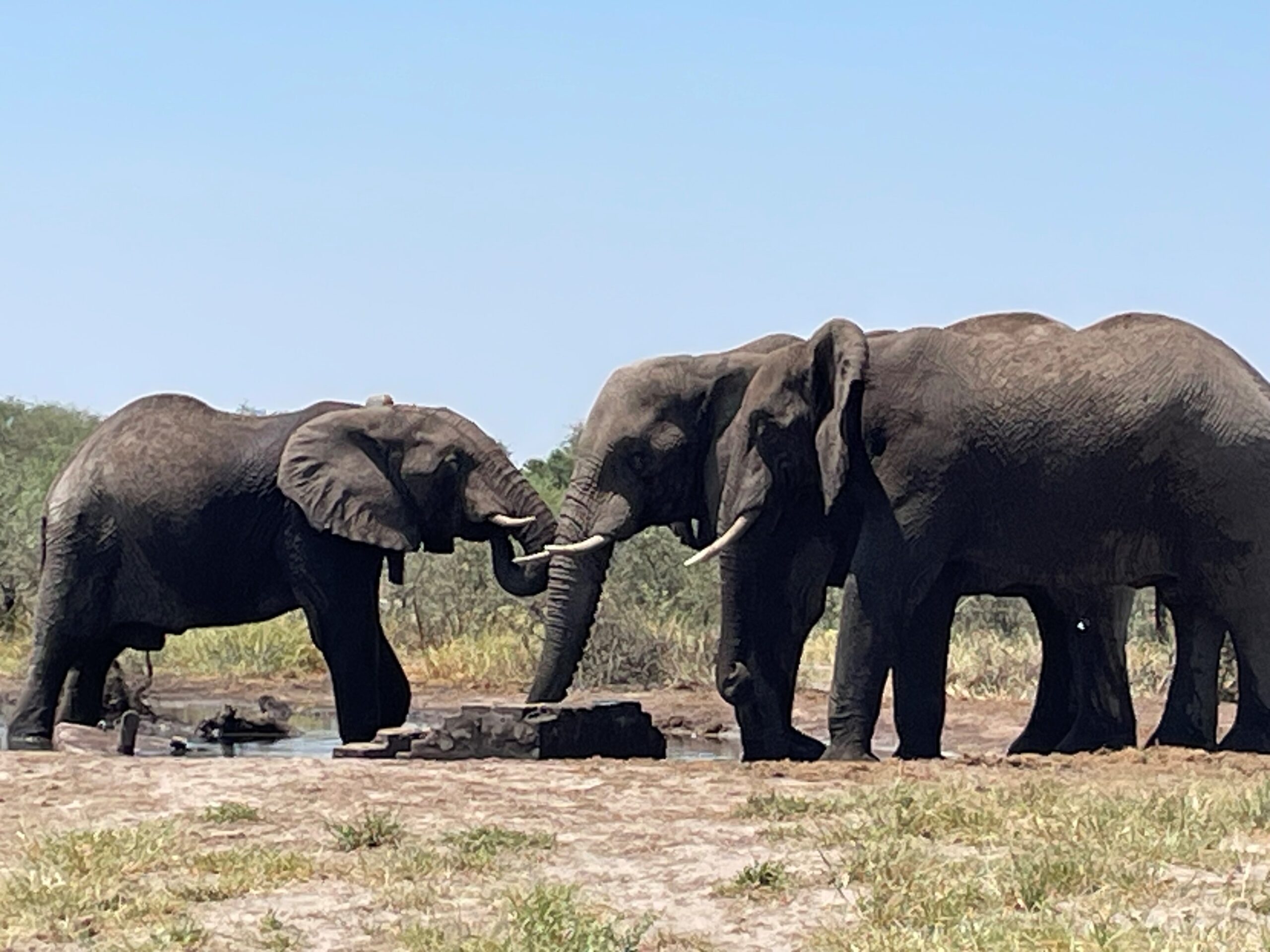 Z16, left, drinking at a waterhole along the Maun-Nata road in Botswana, north of Makgadikgadi Pans National Park in Botswana. 