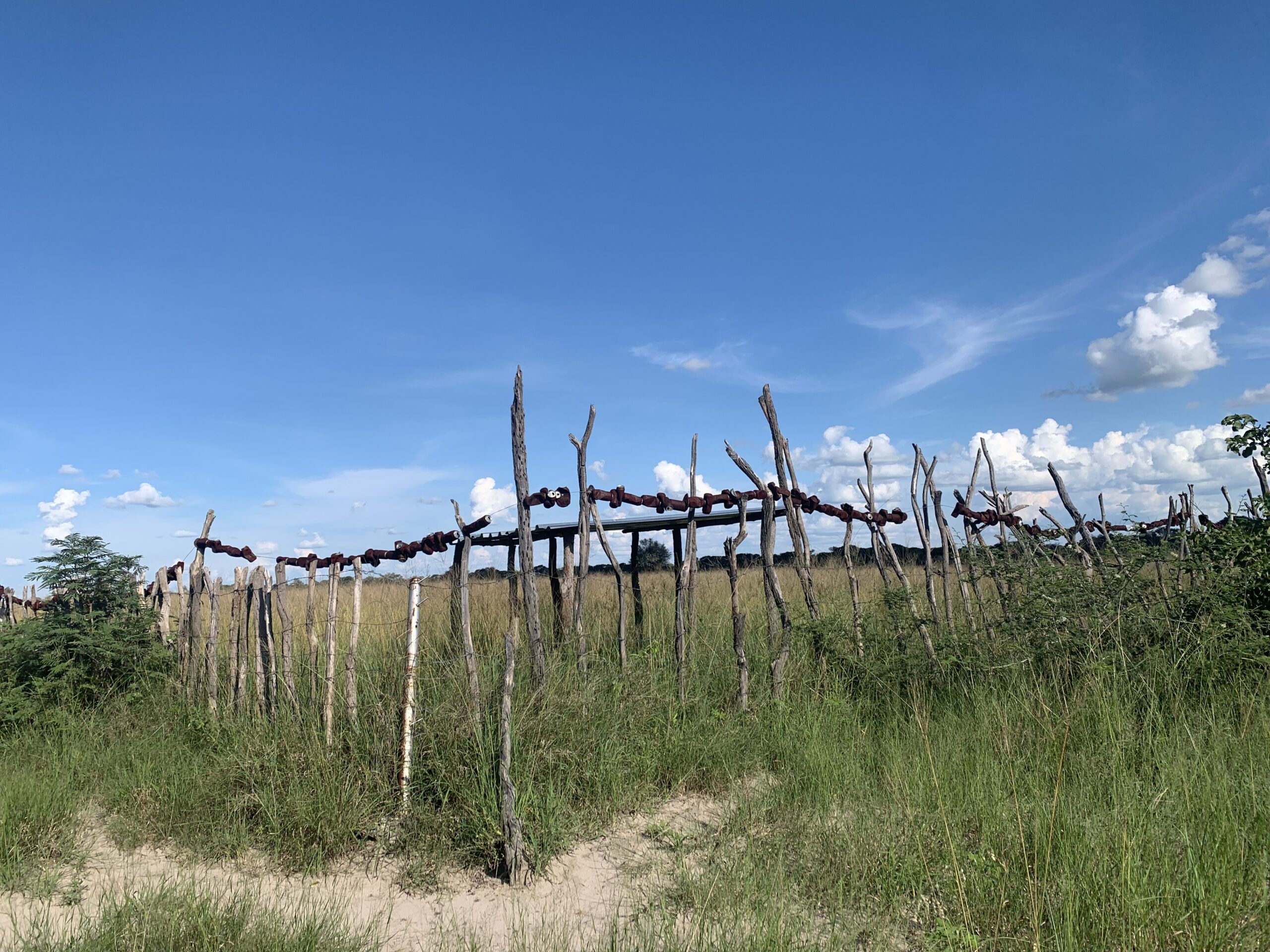 Fields close to the Sobbe Corridor in Namibia, protected only with tin cans. Few farmers can afford to build adequate defenses against crop-raiding elephants, meaning that farmers have to sleep near their fields and use drums and fires to repel the animals during the critical summer growing months.