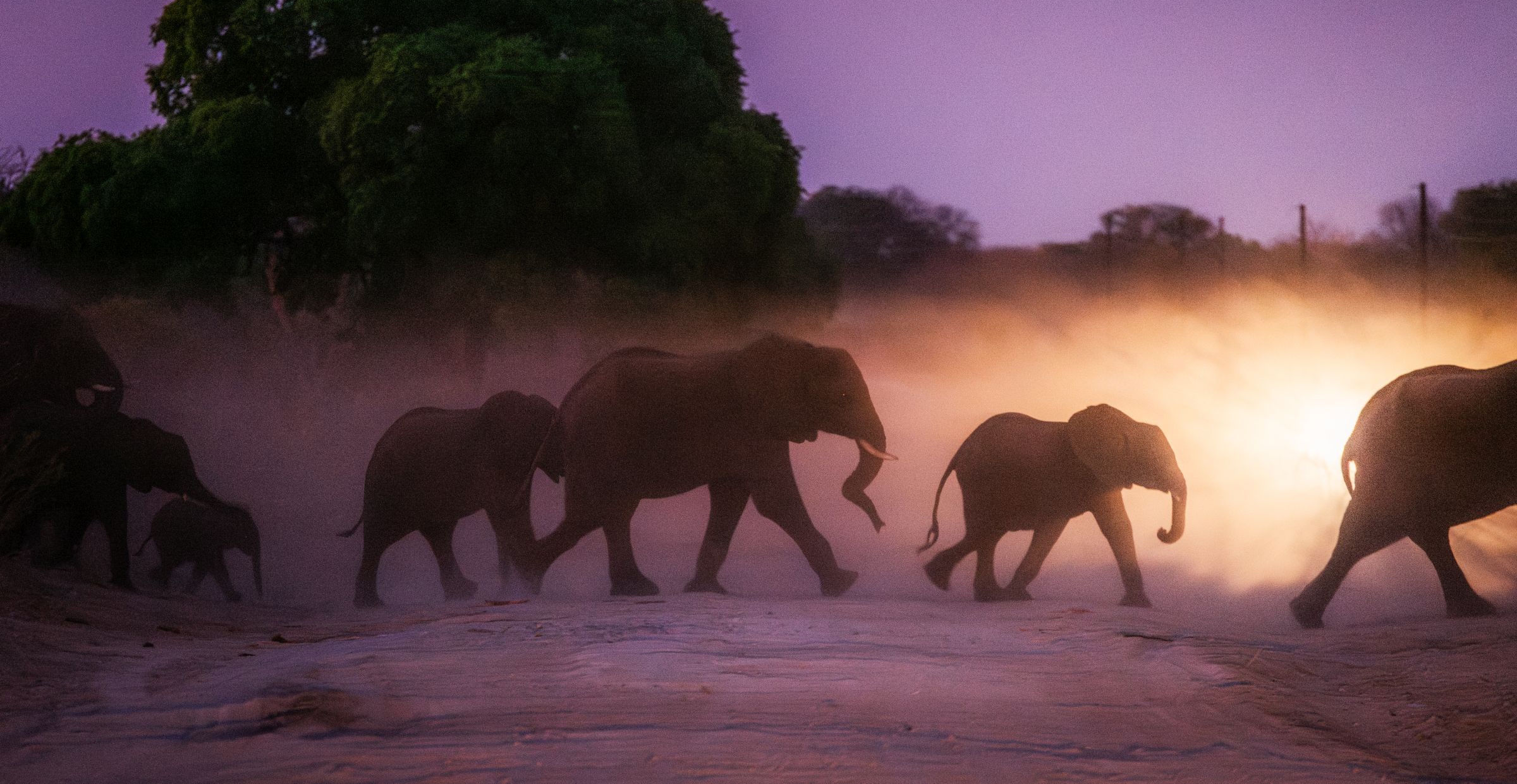 Corridors, not culls, offer solution to Southern Africa’s growing elephant population