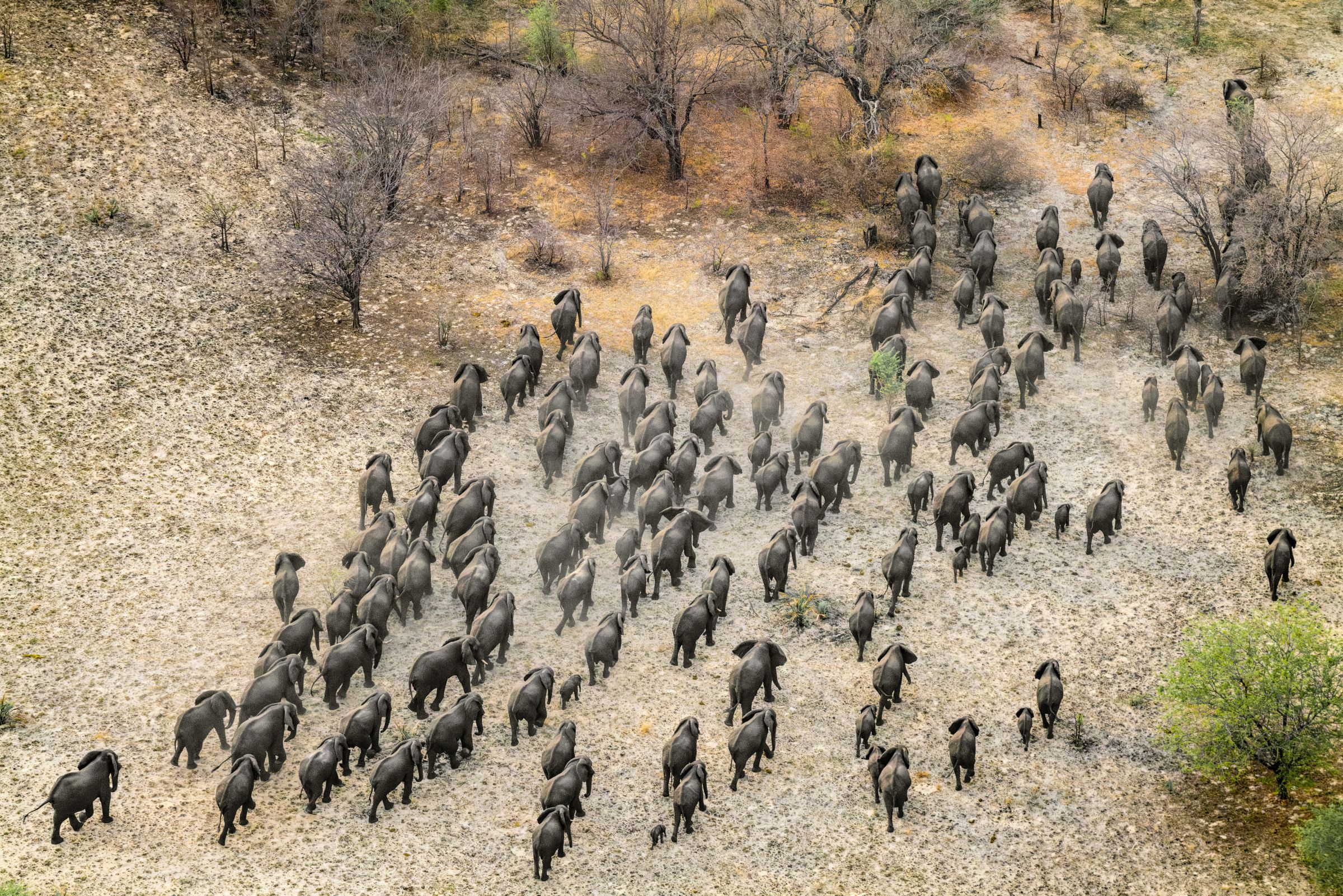 Elephants embark on a daily journey to the Zambezi River from safe havens away from human settlements. Image © Jasper Doest/WWF.