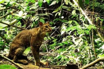 The African golden cat (Caracal aurata) is a medium-sized felid (though it’s classified as one of the world’s 33 small cat species). In Echuya Forest, it’s the largest predator remaining due to the extirpation of leopards from that forest.