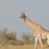 A Southern giraffe in Africa.