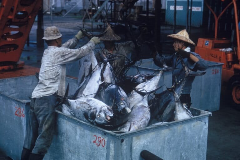 Taiwanese fishermen unload albacore from a tuna longliner. Image courtesy of NOAA Central Library Historical Fisheries Collection.