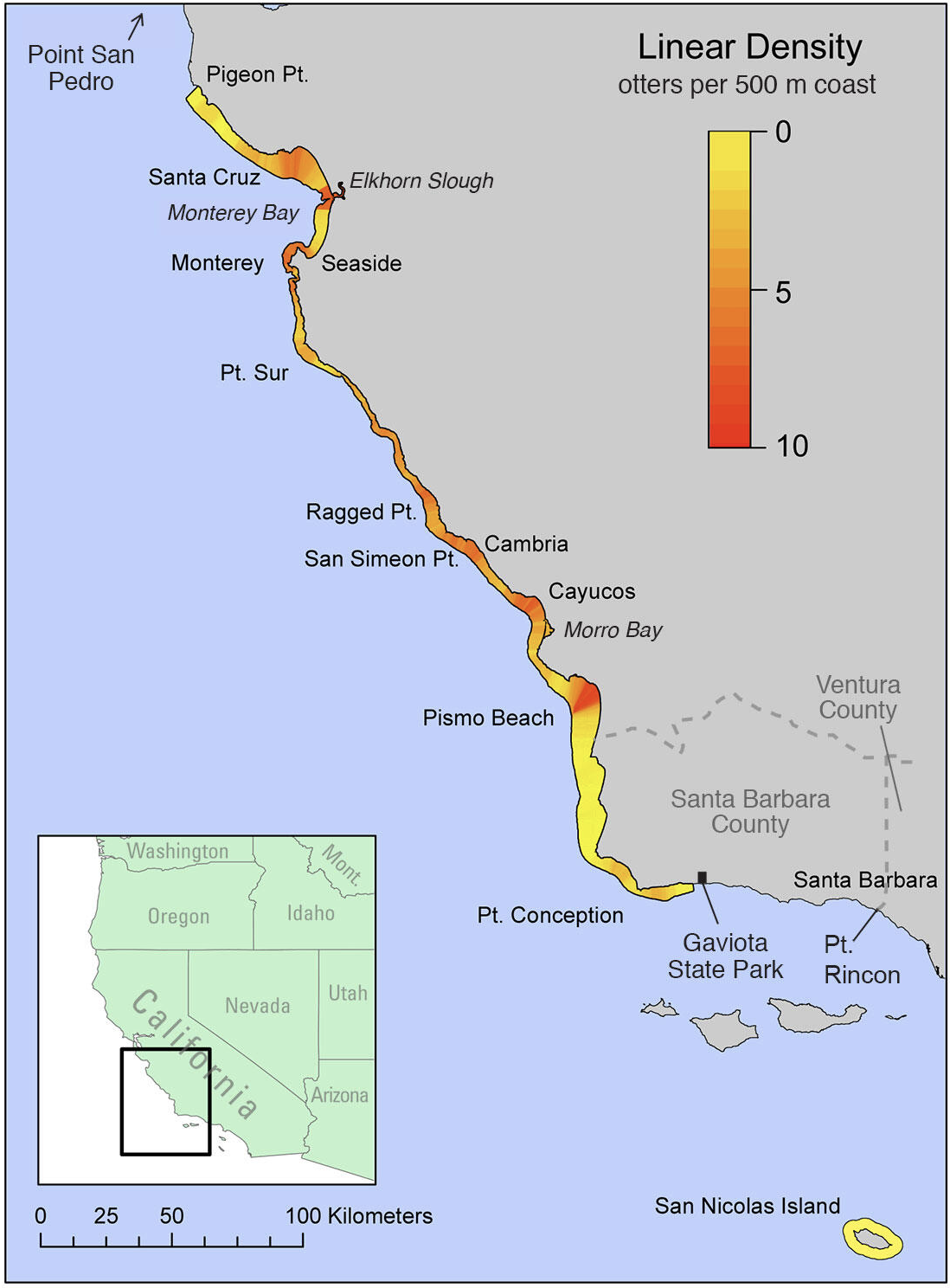 Sea Otter Savvy advises kayakers to stay eight kayak lengths, or about 100 feet, from otters.
