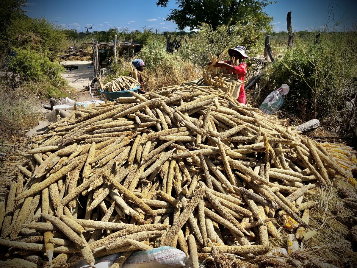An elephant-aware harvest of millet is gathered in. Certified farmers receive higher prices for their crops in return for expending greater effort in farming to avoid conflict with elephants. Image courtesy of Ecoexist Trust.