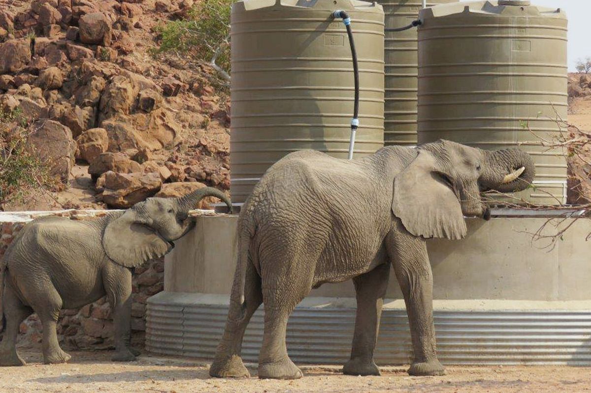 Elephants slake their thirsts at a water tank in a village in Namibia's Kunene region. Image courtesy of EHRA.