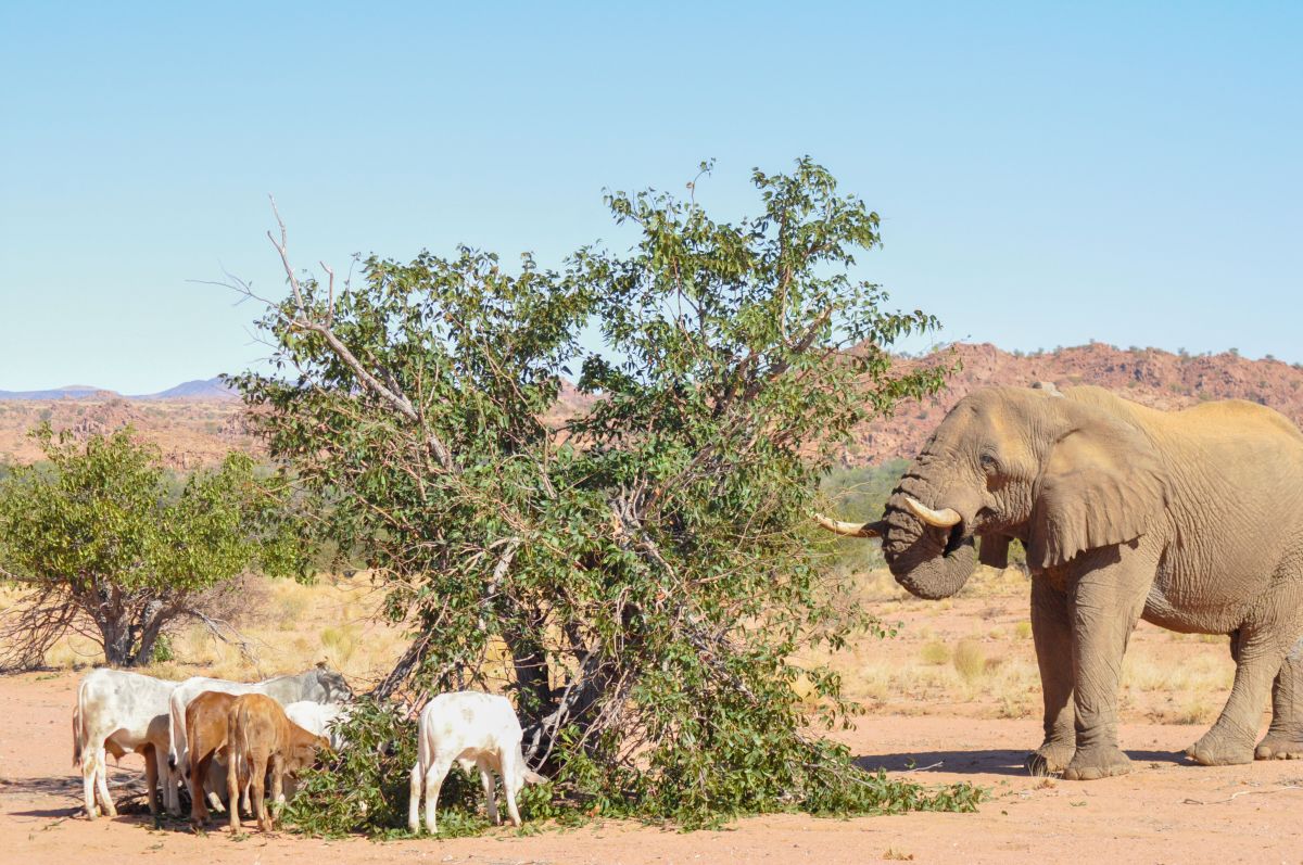 A male elephant collared by EHRA forages on a tree alongside livestock near the Ugab river in Namibia. Image courtesy of EHRA.