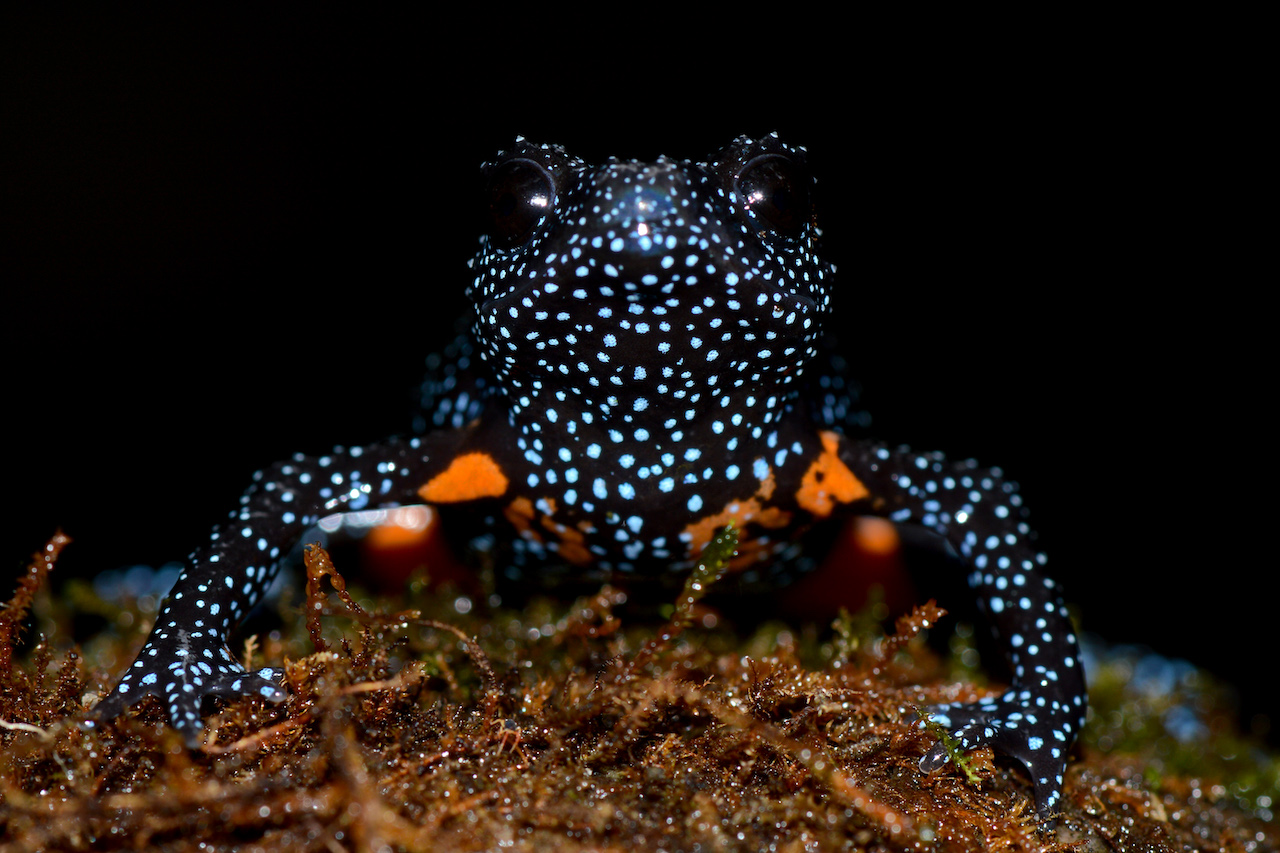 Photo tourism threatens rare galaxy frog population in India’s Western Ghats