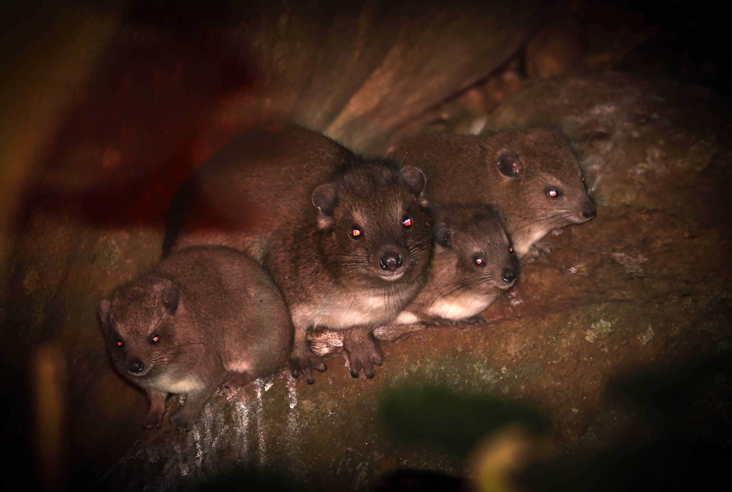 Tanzania’s tree-climbing hyraxes have adapted to life without trees