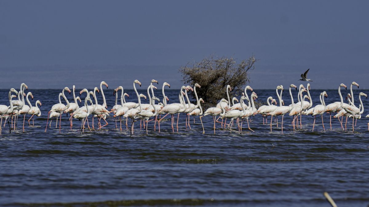 Flamingos cluster at Lake Abijatta, where improving habitat conditions are slowly supporting the return of migratory birds. Image courtesy of Berihun Tadele.