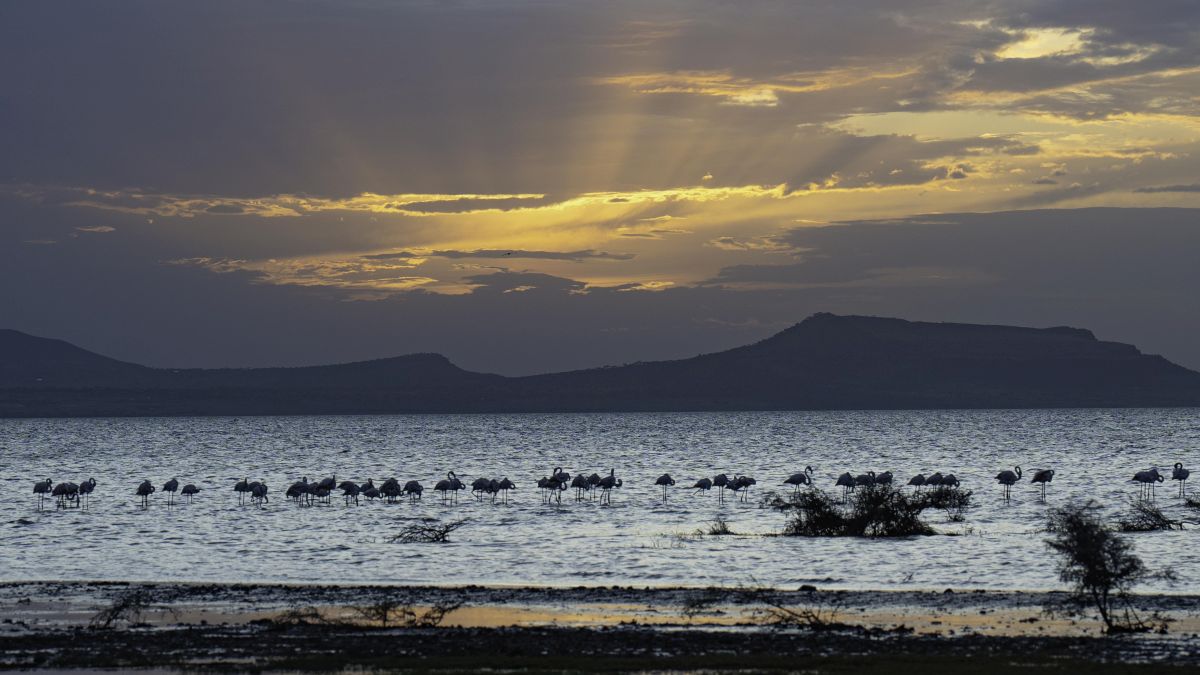 Flamingos shimmer across the alkaline waters of Lake Abijatta at sunset. Image courtesy of Berihun Tadele.