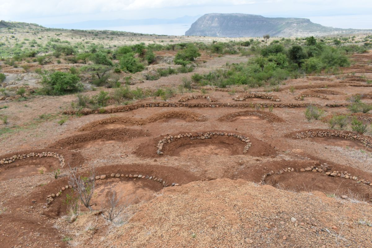 Water harvesting structures at a restoration site surrounding Lake Shala reduce erosion, capture moisture, and improve soil health to support natural ecosystem recovery. Image by Solomon Yimer for Mongabay.
