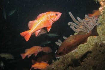 Vermillion rockfish and soft coral observed during an expedition in Channel Islands National Marine Sanctuary.
