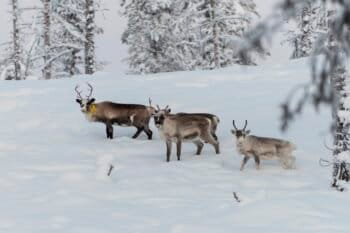 Unusual weather patterns in Sweden’s arctic region seem to be jeopardizing the migrating reindeer’s traditional grazing grounds, as rainfall during the winter has led to thick layers of snowy ice that block access to food.
