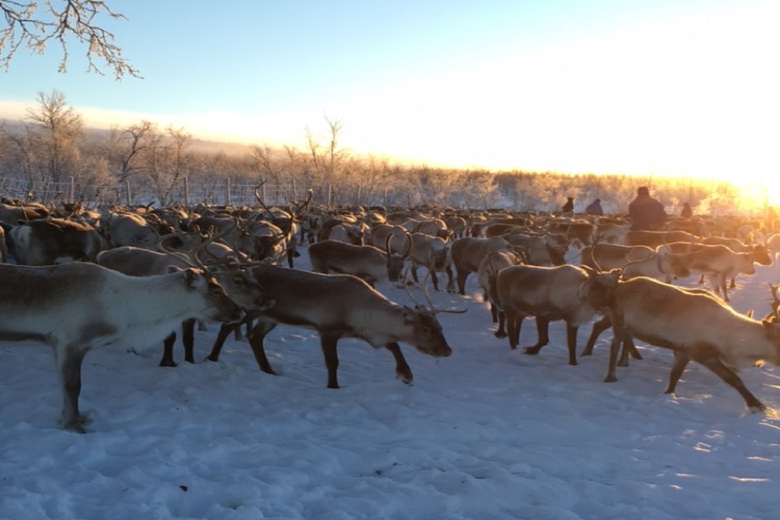 Sámi people from the Talma community in Sweden herd reindeer to their winter grazing grounds.