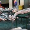Shark meat is prepared for distribution at CEAGESP in São Paulo city. Image by Philip Jacobson/Mongabay.