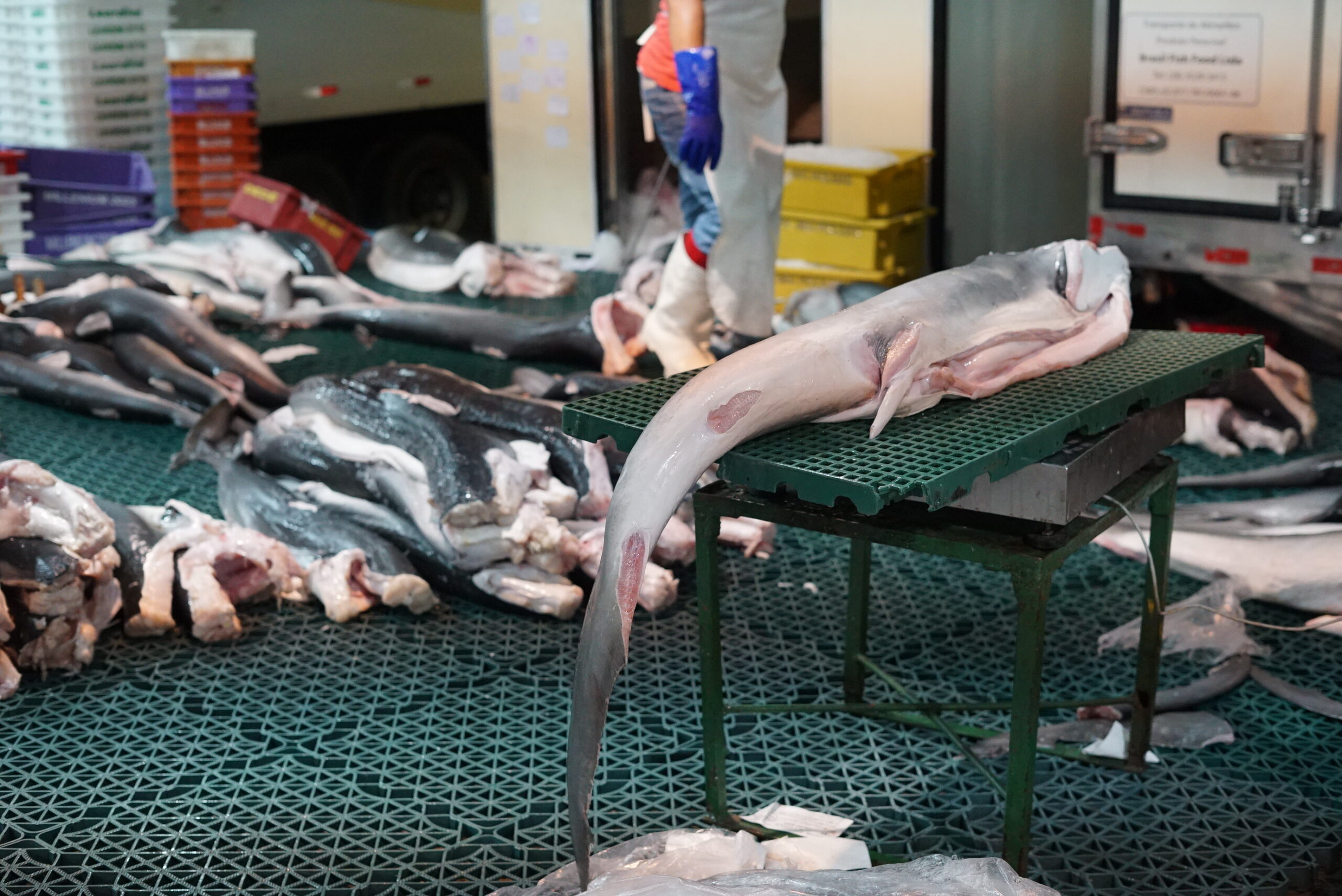 Mongabay shark meat investigation wins national journalism award in Brazil