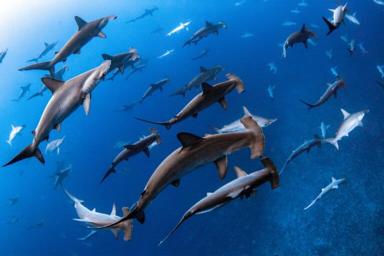 Scalloped hammerhead sharks (Sphyrna lewini), photographed in Yonaguni, Japan.