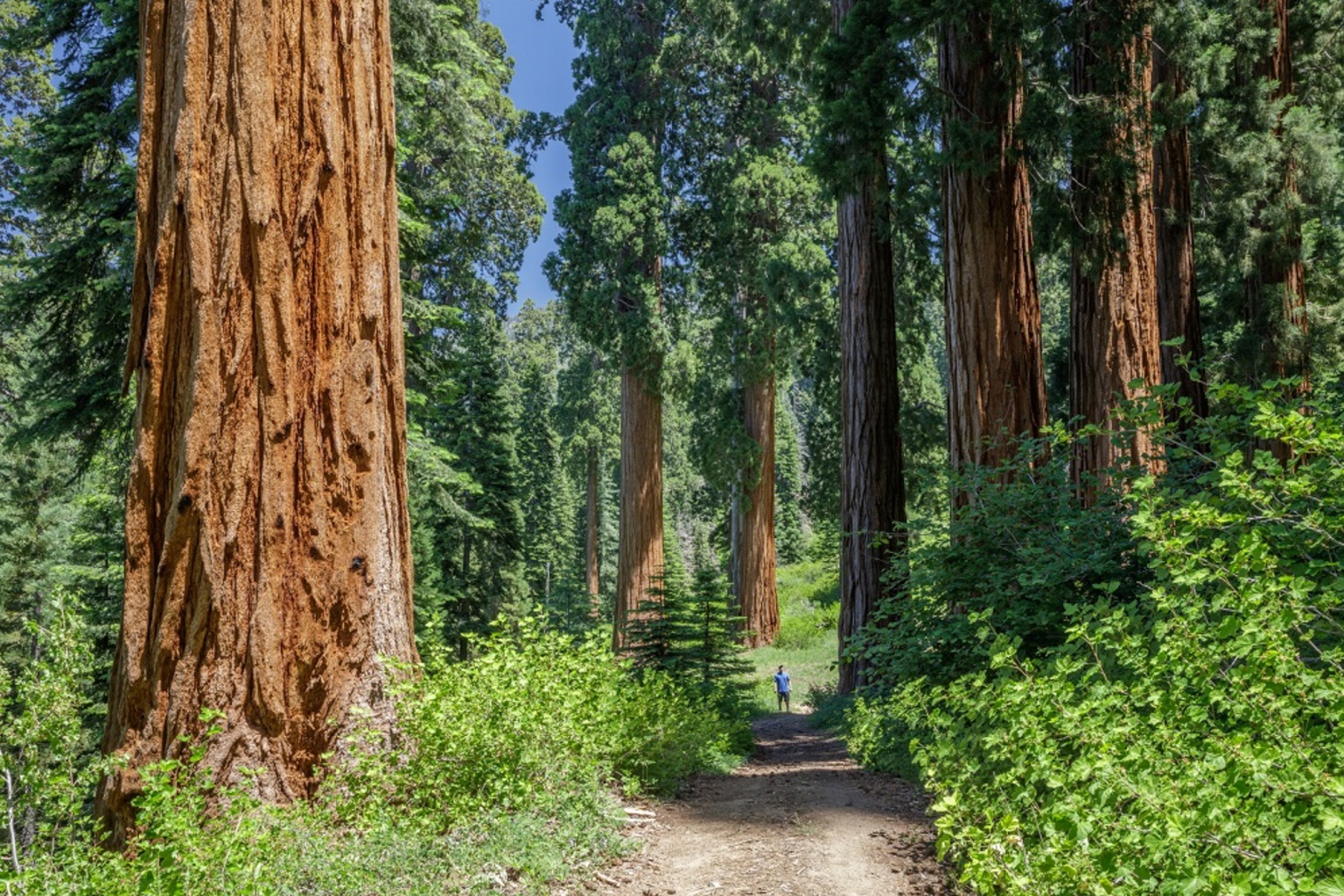 Alder Creek contains hundreds of ancient giant sequoia, nearly 500 wider than six feet in diameter.